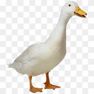 White Duck - Duck Png, Transparent Png