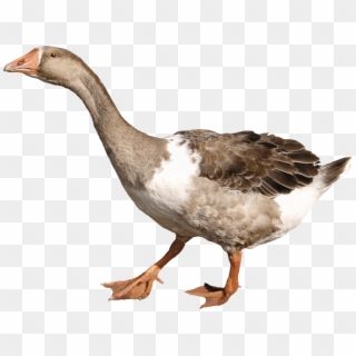 Animals - Ducks - Goose Png, Transparent Png