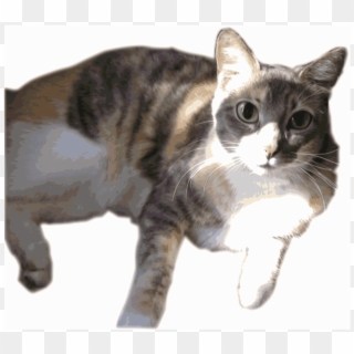 Calico Cat, HD Png Download