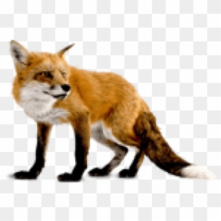 Free Png Download Fox Png Images Background Png Images - Fox Png, Transparent Png
