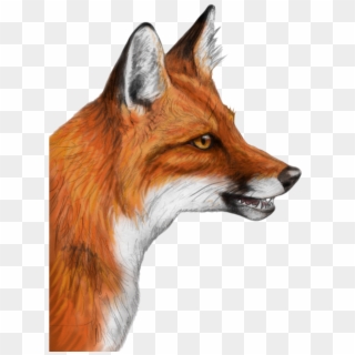 Fox Png Clipart - Red Fox Deviantart, Transparent Png