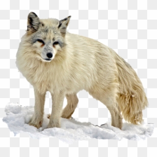 Arctic Snow Fox - Snow Fox Png, Transparent Png