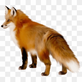 Download Fox Png Images Background - Fox Transparent, Png Download