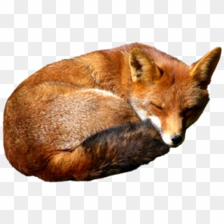 Fox Png Image Download Picture - Red Fox Png, Transparent Png