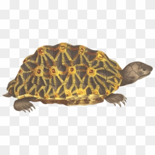 Turtle, Animal, Reptile, Vintage, Isolated, Png - Tortuga Fondo Transparente, Png Download