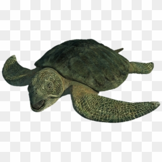 Turtle Png Download Image - Sea Monsters A Prehistoric Adventure Sea Turtles, Transparent Png