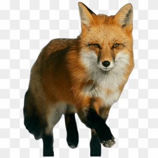 Free Png Download Fox Png Images Background Png Images - Fox Png, Transparent Png
