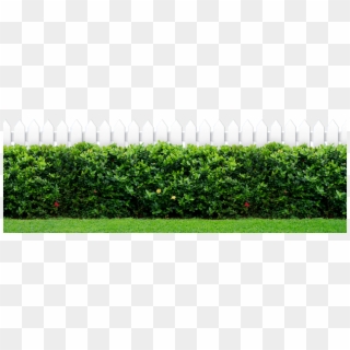 Green Bush In Front Of A Fence - Kennedy Space Center, HD Png Download