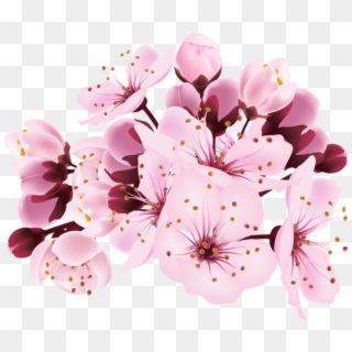 Flores Flor Bonita Rosa 13 Png - Cherry Blossom Transparent Background, Png Download