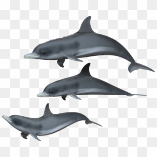 1024 X 638 4 - Transparent Background Dolphin Transparent, HD Png Download