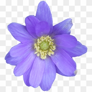 Flower Blue - Anemone Png, Transparent Png