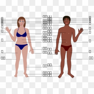 Body Scale Clipart, Vector Clip Art Online, Royalty - Human Body, HD Png Download