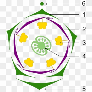 Petunia Floral Diagram-tag - Solanum Macranthum Floral Diagram, HD Png Download