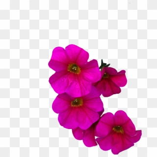 #flower #pink #petunia #freetoedit - Primula, HD Png Download