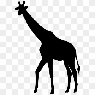 Giraffe,animal,the Of A Giraffe, - Transparent Giraffe Clipart Black And White, HD Png Download