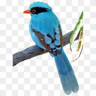 Aves Png - 2/4 - Imágenes - Gongbi , Png Download - European Swallow, Transparent Png