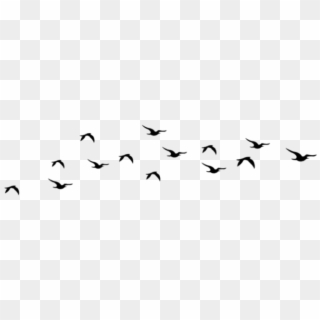 Aves Sticker - Flock, HD Png Download