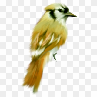 Transparent Png