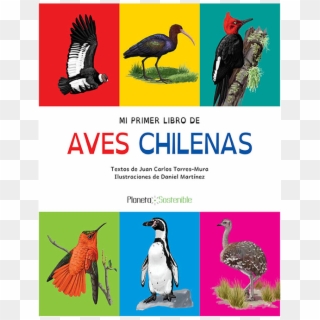 Mi Primer Libro De Aves Chilenas - Aves De Chile Para Niños, HD Png Download