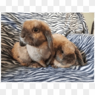 Photo Of Alvin And Thea - Domestic Rabbit, HD Png Download