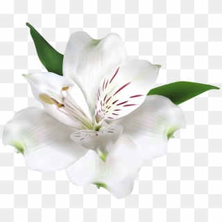 White Flower Transparent Png Clip Art Image, Png Download