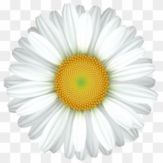 Daisy Flower Transparent Clip Art Image - Clipart White Flower Transparent, HD Png Download