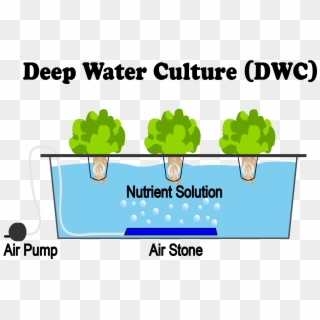 Deep Water Culture Hydroponics, HD Png Download