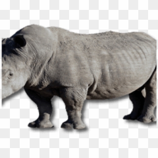 Rhinoceros Png Transparent Images - Black Rhinoceros, Png Download