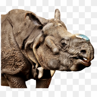 Rhinoceros Transparent Image - Indian Rhinoceros, HD Png Download