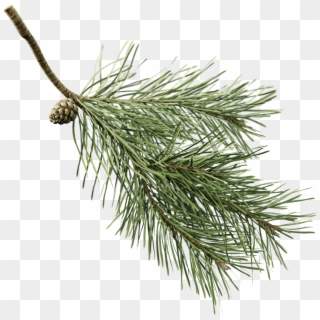 Fir Branch Png - Pine Branch With Transparent Background, Png Download