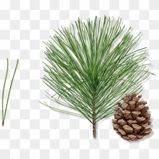 Expand Image - Shortstraw Pine, HD Png Download