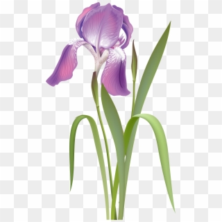 Irises Plant Rhododendron Transprent - Ирис Рисунок Вектор, HD Png Download