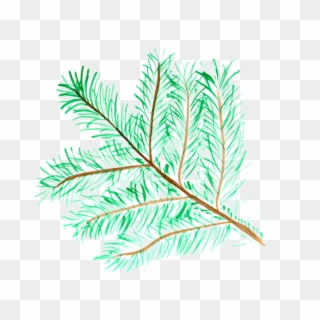 Pine Needle Protein - Pond Pine, HD Png Download