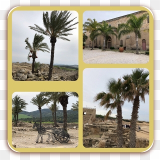 There Were So Many Beautiful Palm Trees In The Holy, HD Png Download