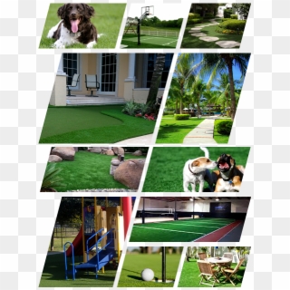 Img Why Synthetic - Artificial Grass, HD Png Download