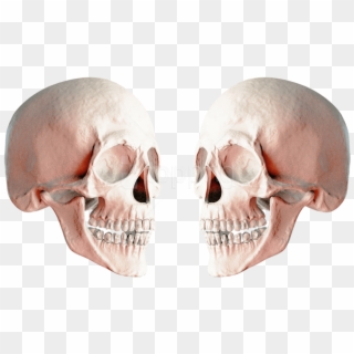 Free Png Skull Png Images Transparent - Portable Network Graphics, Png Download