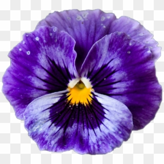 Pansy Sticker - Pansy, HD Png Download