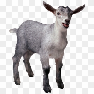 Funny Goat Png - Gg Goat, Transparent Png