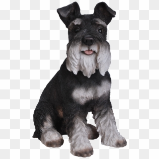 Tap To Expand - Miniature Schnauzer, HD Png Download