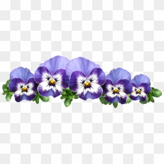 Pansies, Violas, Flowers, Plant, Garden - Viola Flower Free, HD Png Download
