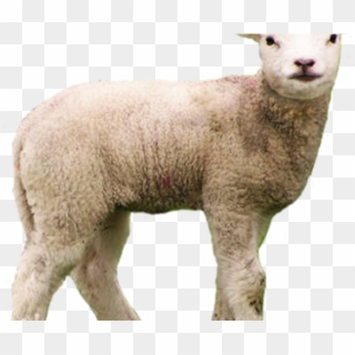 Lamb Clipart Scared - Transparent Background Sheep Transparent, HD Png Download