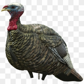He Can Pair This Jake With A Hen Or Use It By Itself - Avian X Turkey Decoys, HD Png Download