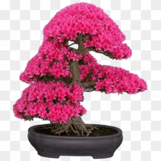 New Japanese Cherry Blossom Seeds A Rare Japanese Variety, - Red Bonsai Tree, HD Png Download