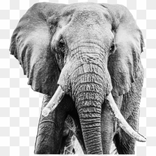 Elephant Black And White, HD Png Download