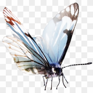 Butterfly Papillon Dog Clip Art Transprent Png Ⓒ - Watercolor Butterfly Png, Transparent Png