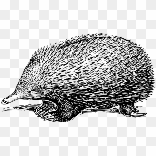 Echidna Black And White, HD Png Download