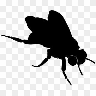 Download Png - Realistic Bee Black And White Clipart, Transparent Png