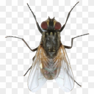 Clarifly Larvicide - House Fly, HD Png Download