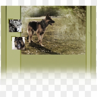 Stillroven Shepherds - Czechoslovakian Wolfdog, HD Png Download