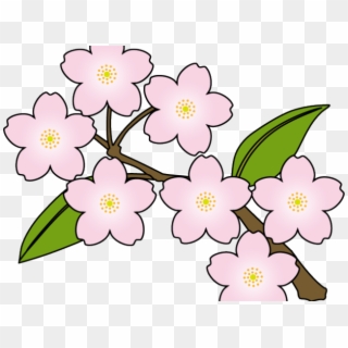 Cherry Blossom Clipart Vector - Sakura Clipart, HD Png Download